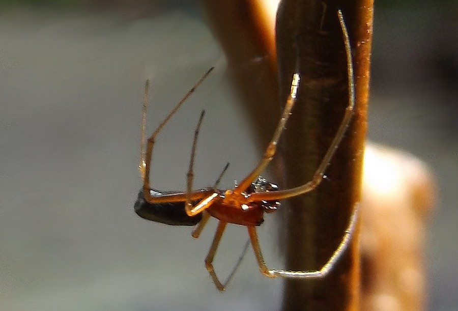 fam. Linyphiidae -  Pontedecimo (GE)